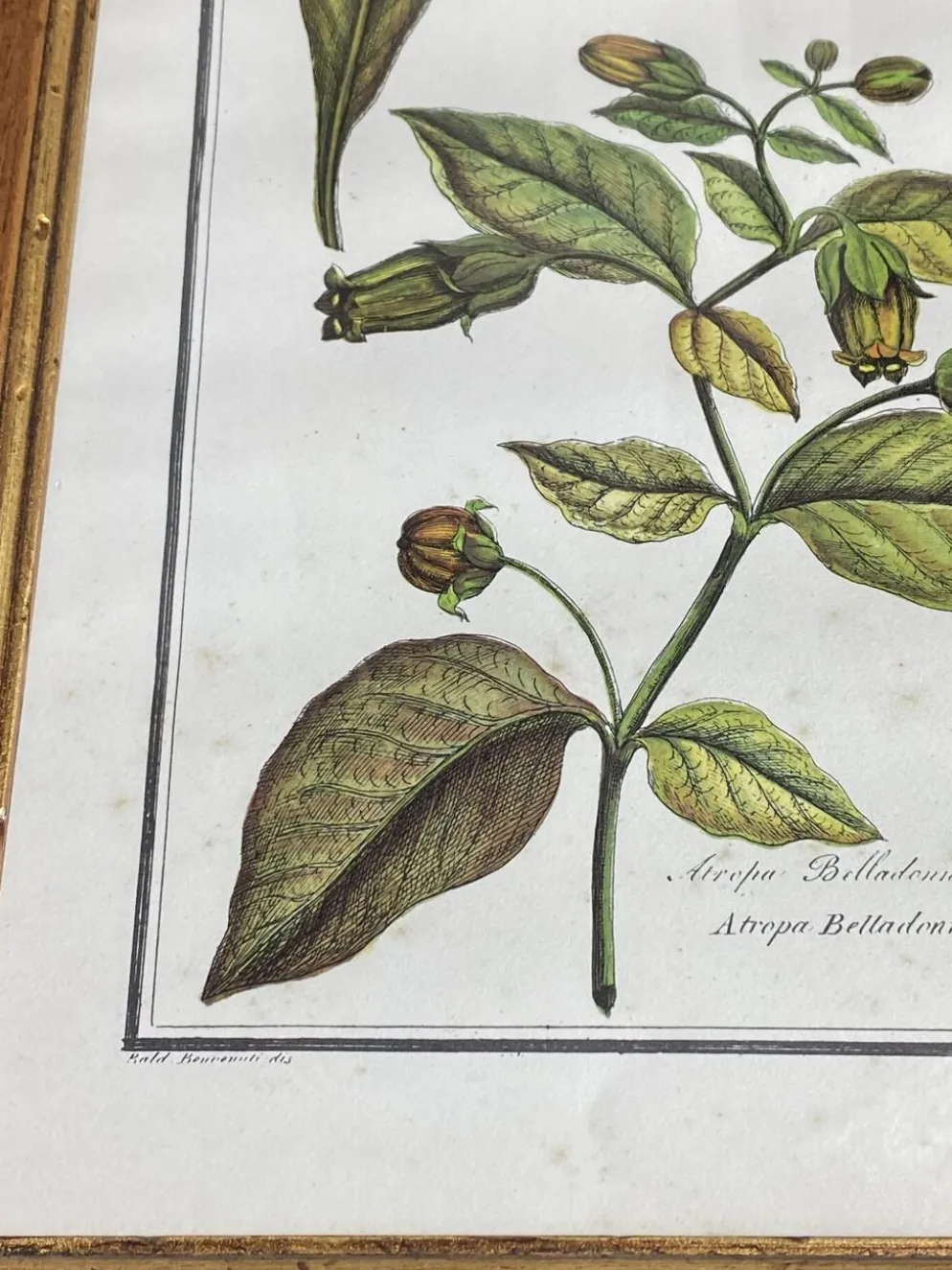 Affiche botanique encadrée, Atropa Belladonna