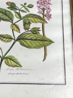 Affiche botanique encadrée, Atropa Belladonna