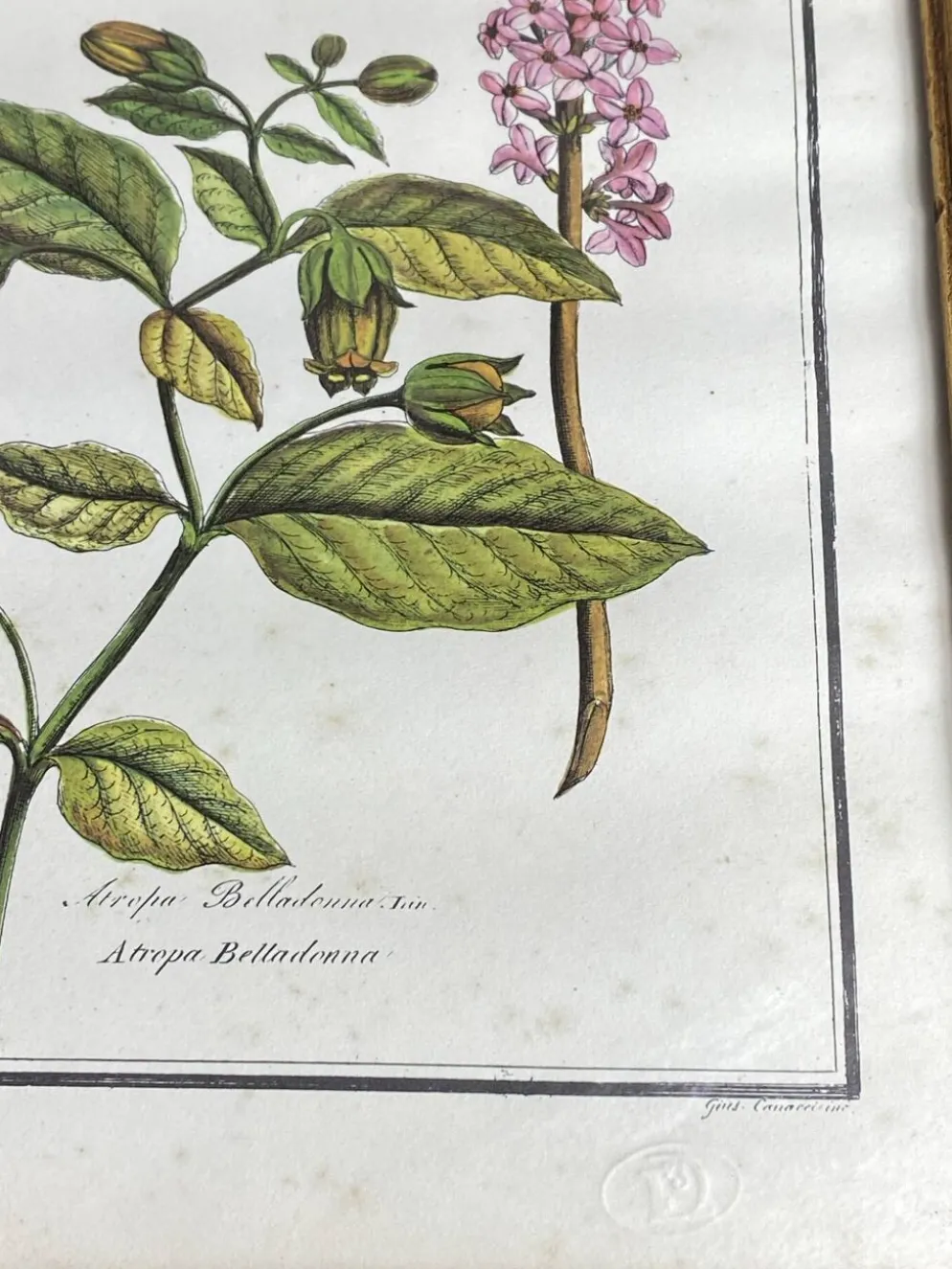 Affiche botanique encadrée, Atropa Belladonna