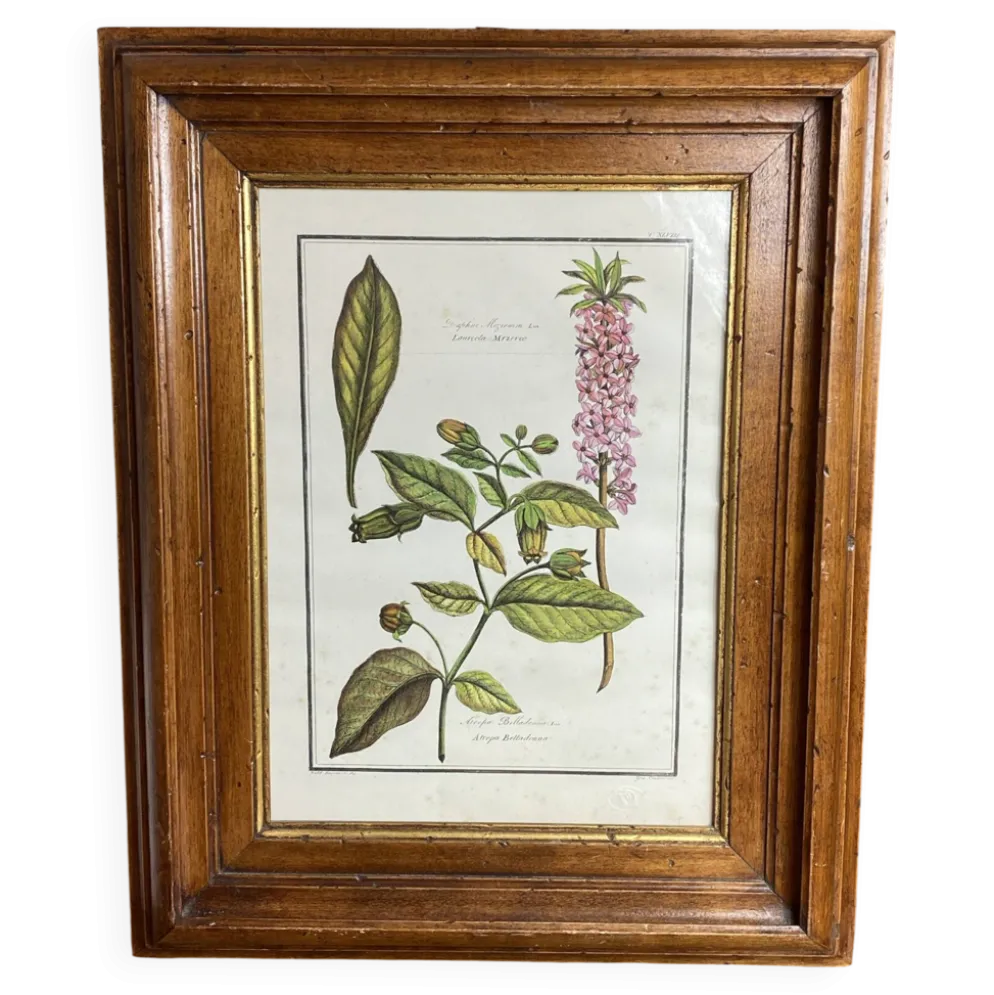 Affiche botanique encadrée, Atropa Belladonna