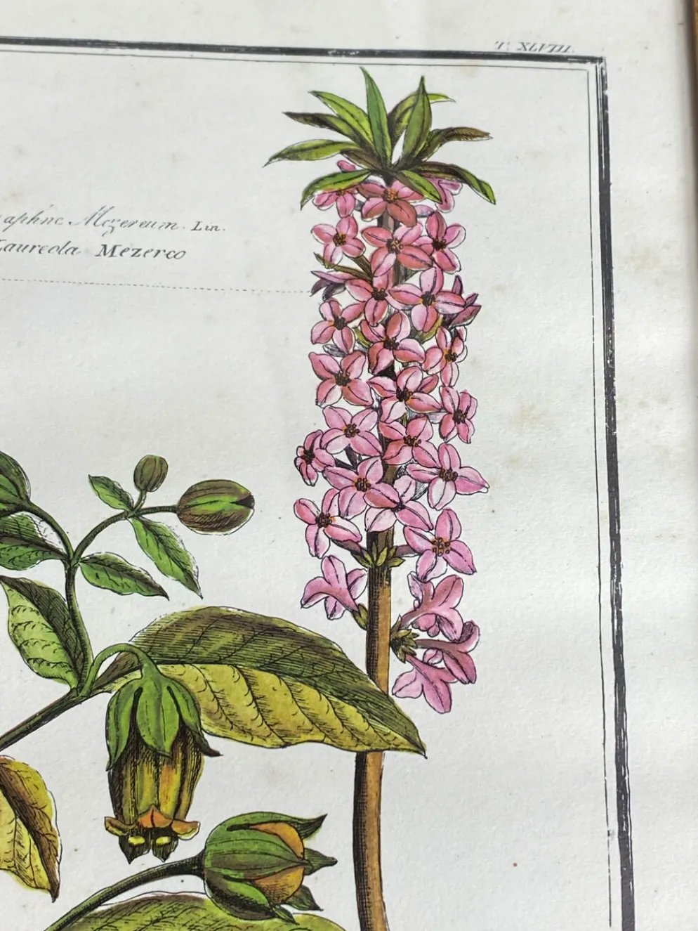 Affiche botanique encadrée, Atropa Belladonna