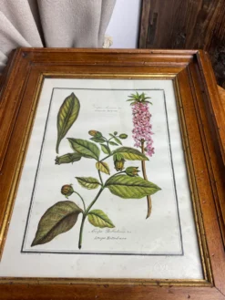 Affiche botanique encadrée, Atropa Belladonna