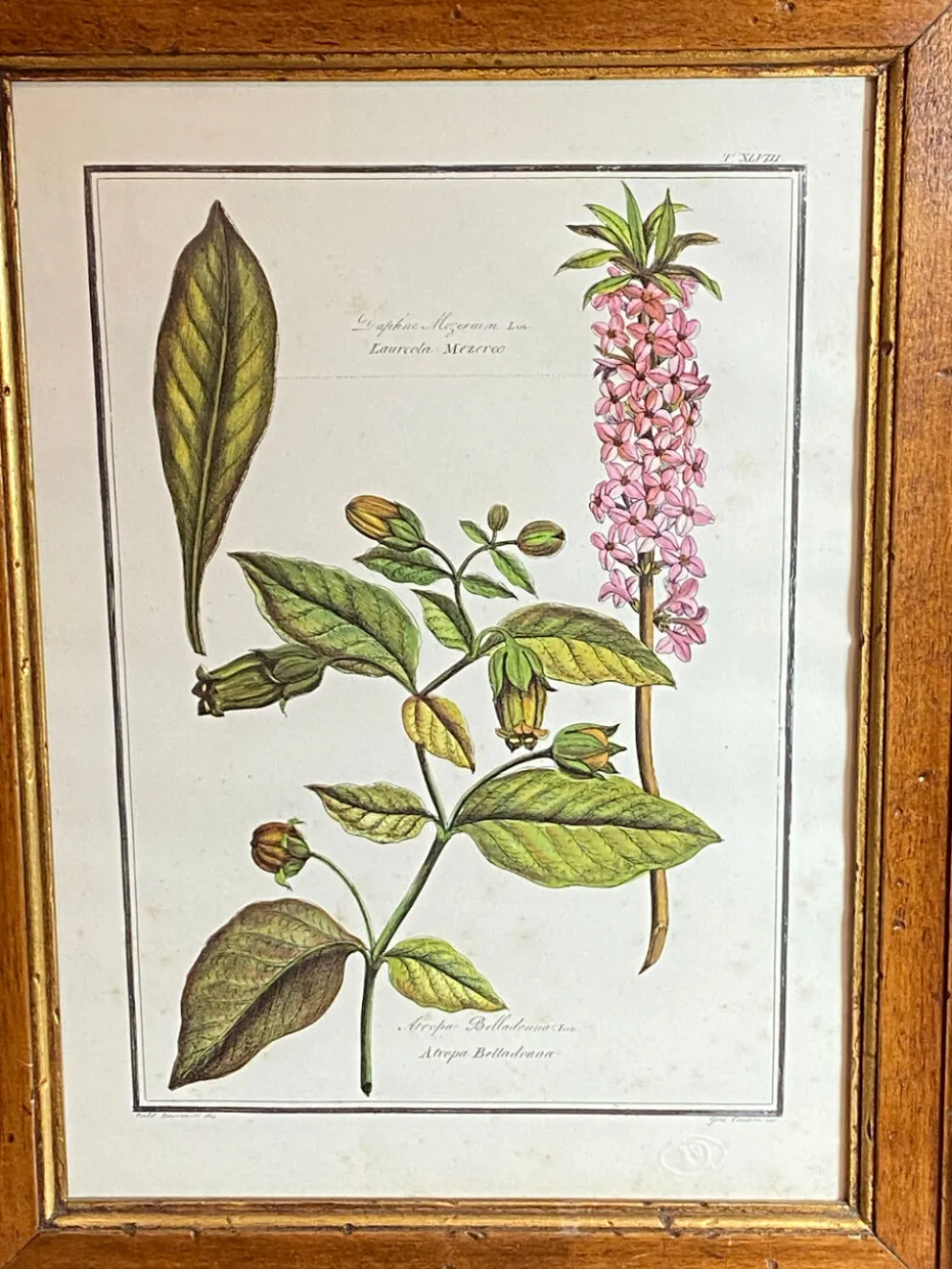 Affiche botanique encadrée, Atropa Belladonna