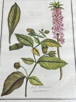 Affiche botanique encadrée, Atropa Belladonna