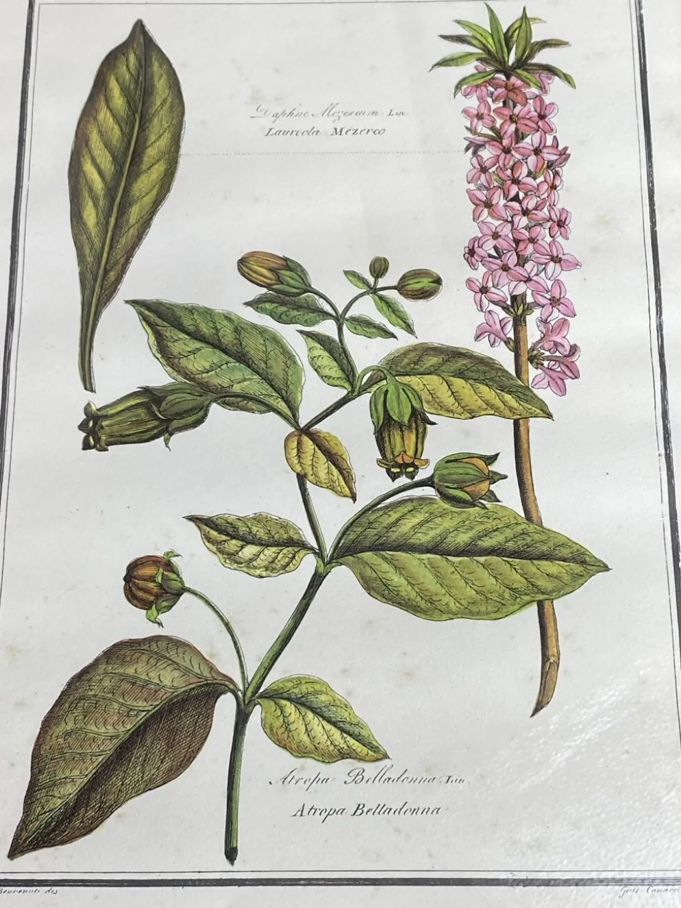 Affiche botanique encadrée, Atropa Belladonna