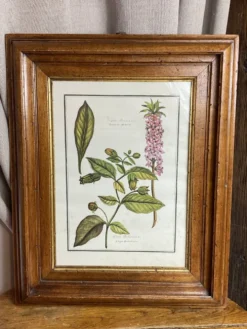 Affiche botanique encadrée, Atropa Belladonna