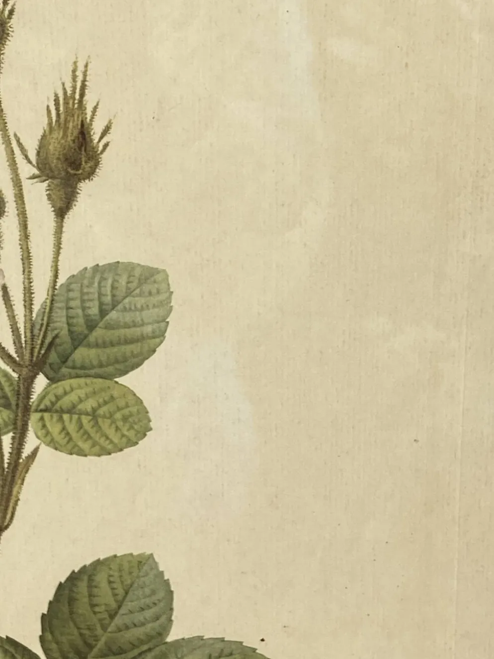 Affiche botanique, Rosier Mousseux encadrée