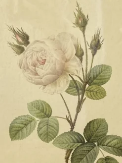 Affiche botanique, Rosier Mousseux encadrée