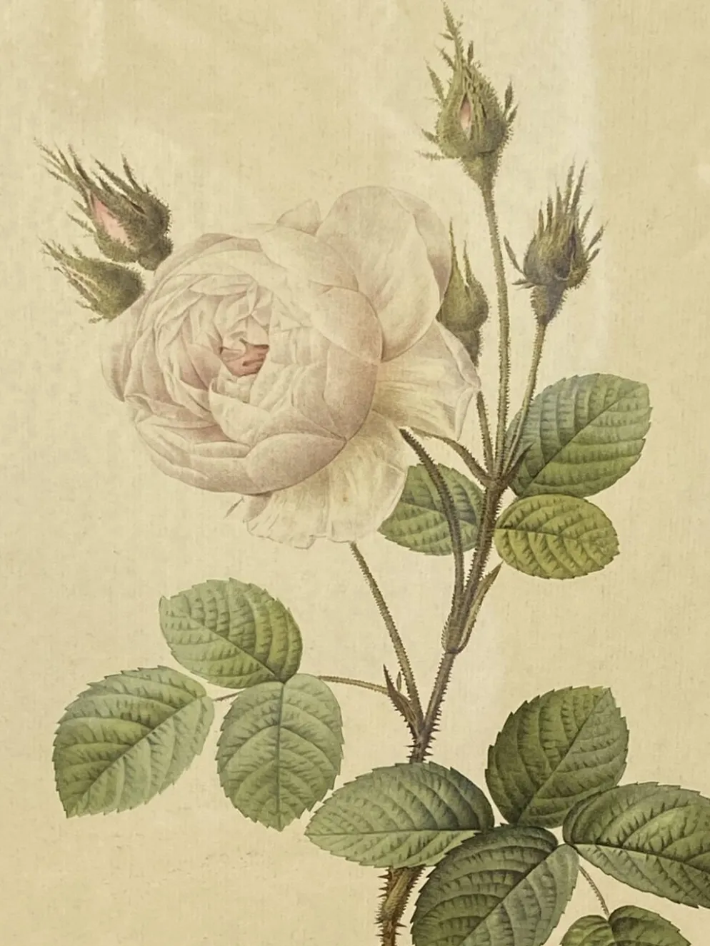 Affiche botanique, Rosier Mousseux encadrée
