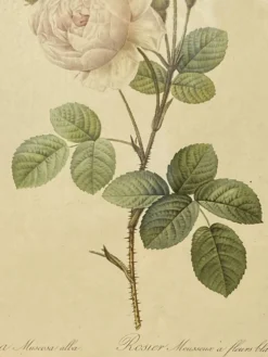 Affiche botanique, Rosier Mousseux encadrée