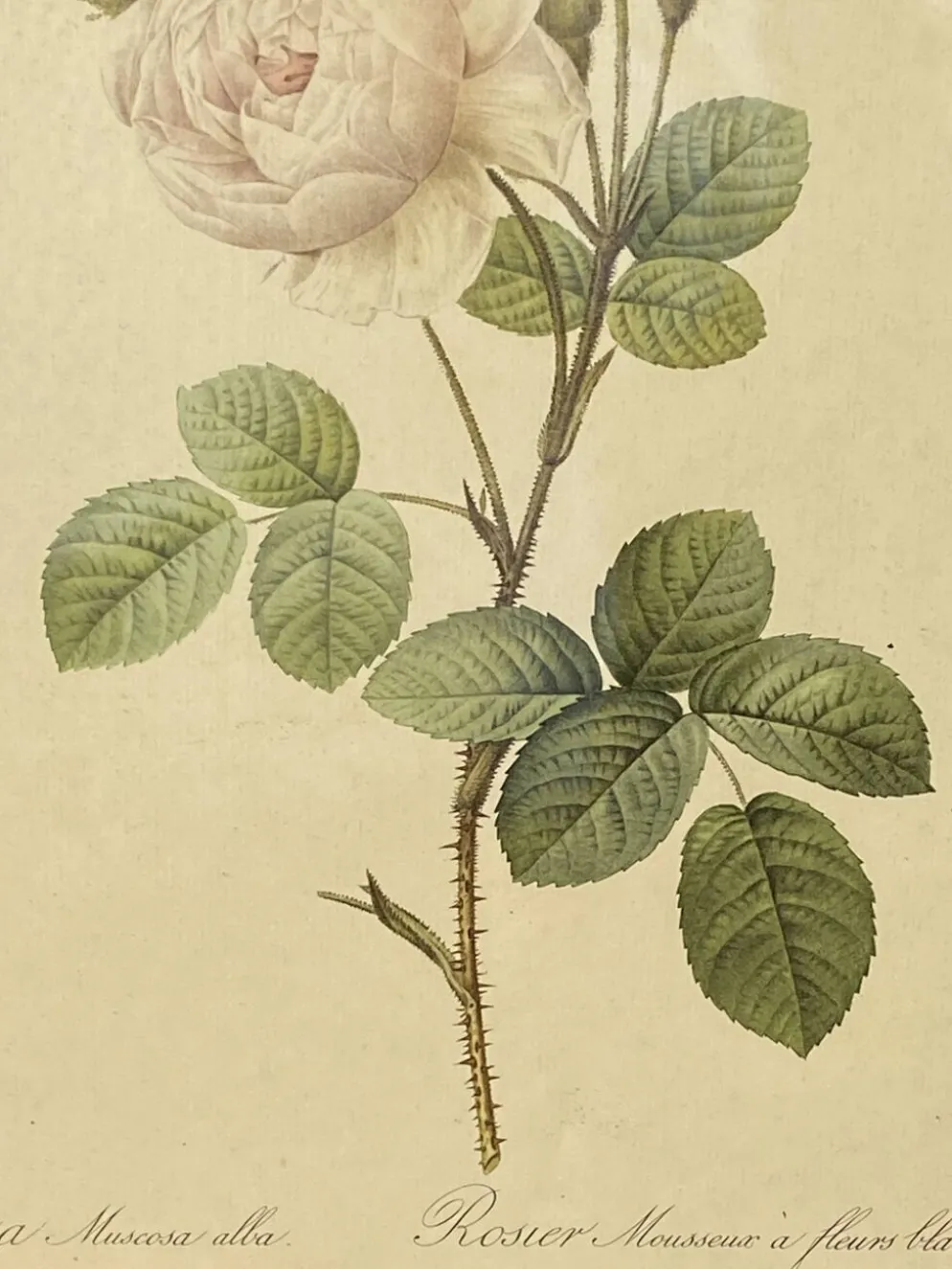 Affiche botanique, Rosier Mousseux encadrée