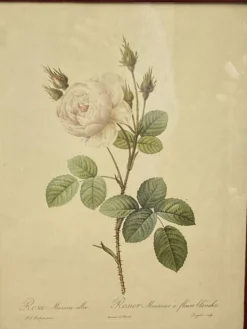 Affiche botanique, Rosier Mousseux encadrée