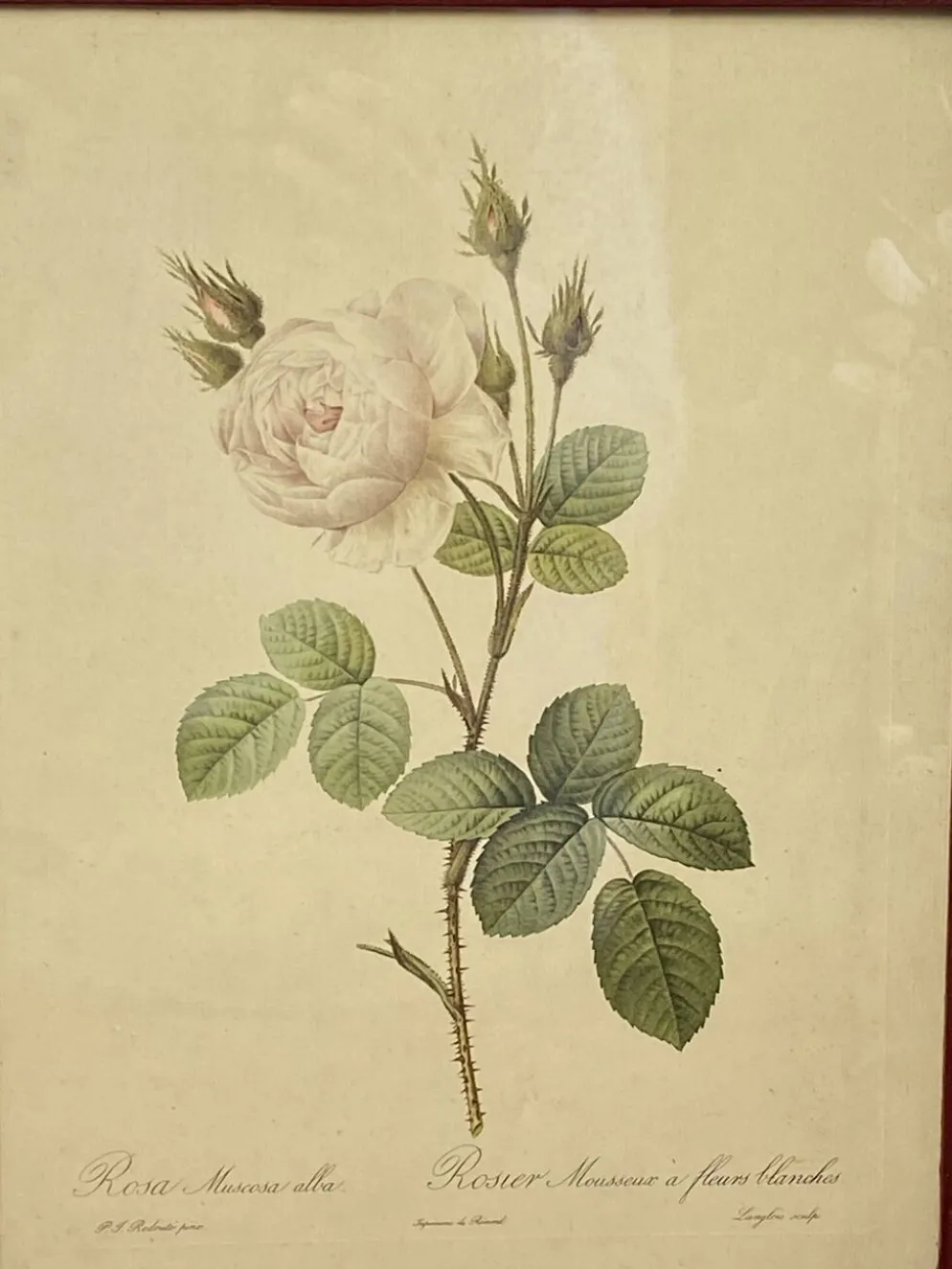 Affiche botanique, Rosier Mousseux encadrée