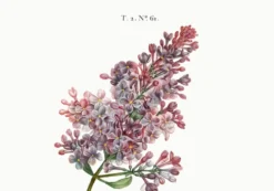 Affiche botanique sur le lilas, d’après une gravure ancienne de 1802