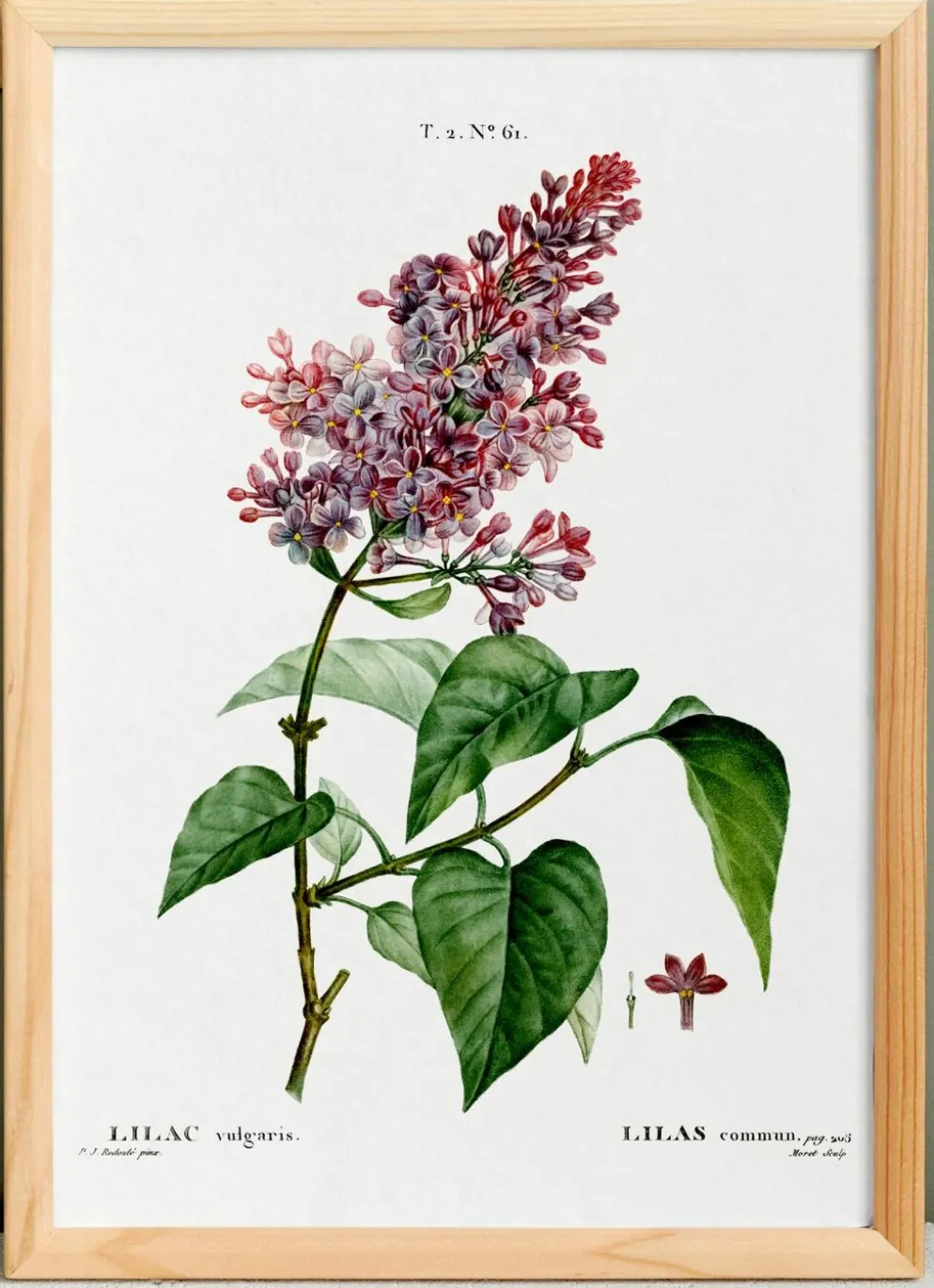 Affiche botanique sur le lilas, d’après une gravure ancienne de 1802