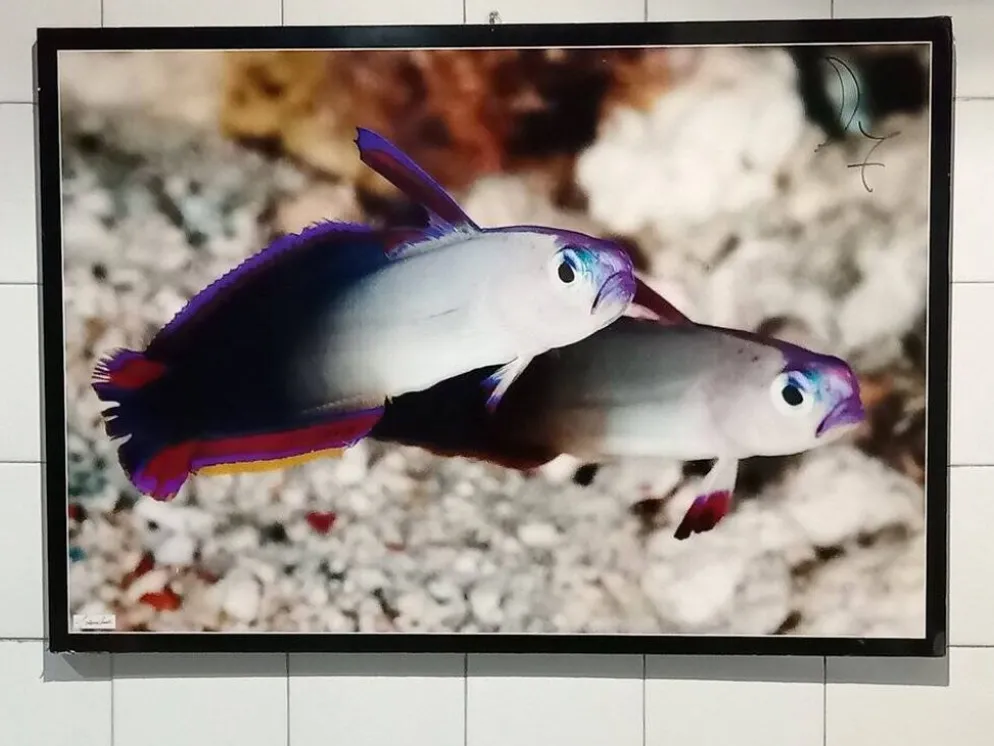 Affiche photographique avec des poissons tropicaux par Giovanni Smorti, années 1980.