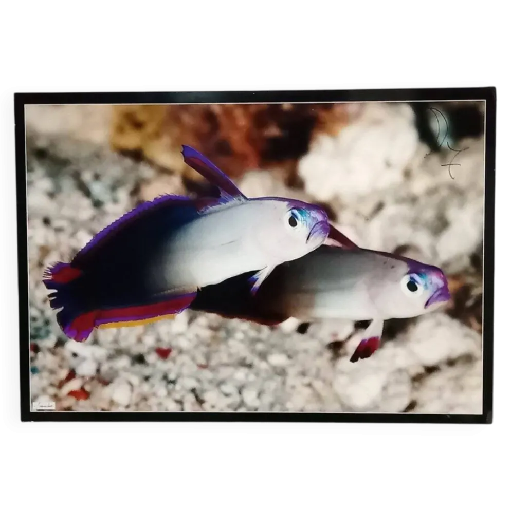 Affiche photographique avec des poissons tropicaux par Giovanni Smorti, années 1980.