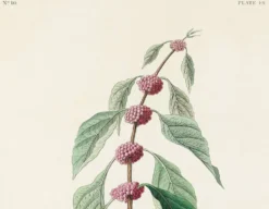 Affiche sur la Paruline bleue, d’après une gravure ancienne de 1827.