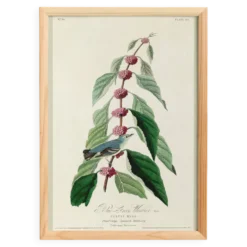 Affiche sur la Paruline bleue, d’après une gravure ancienne de 1827.