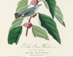 Affiche sur la Paruline bleue, d’après une gravure ancienne de 1827.