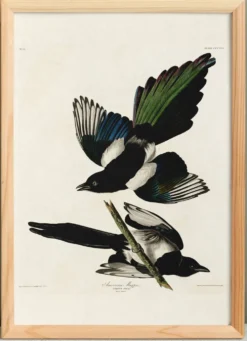 Affiche sur la Pie américaine, d’après une gravure ancienne de 1827.