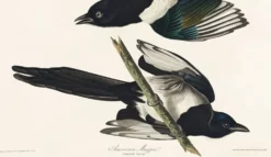 Affiche sur la Pie américaine, d’après une gravure ancienne de 1827.