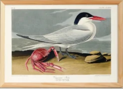Affiche sur la Sterne de Cayenne, d’après une gravure ancienne de 1827.