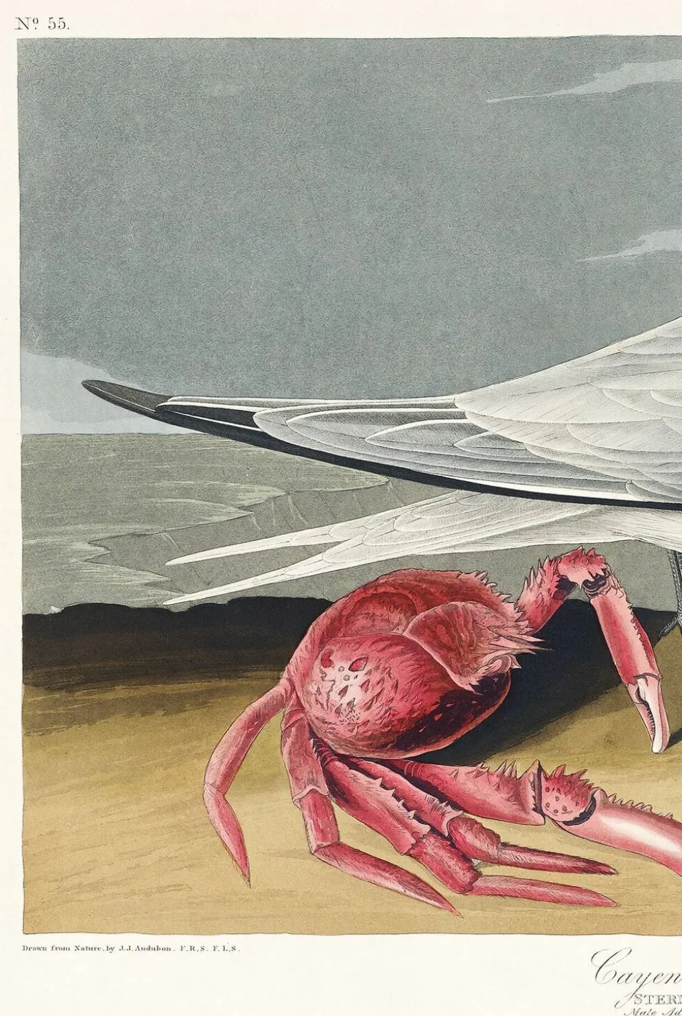 Affiche sur la Sterne de Cayenne, d’après une gravure ancienne de 1827.