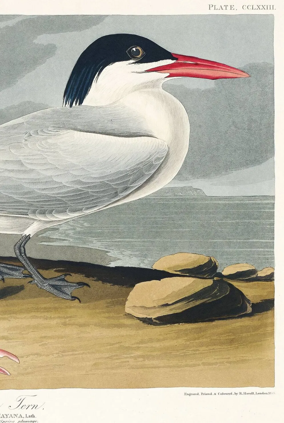Affiche sur la Sterne de Cayenne, d’après une gravure ancienne de 1827.