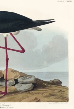 Affiche sur l’échasse d’Amérique, d’après une gravure ancienne de 1827.