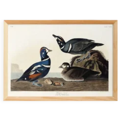 Affiche sur le canard arlequin, d’après une gravure ancienne de 1827.