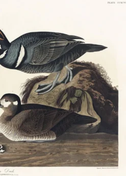 Affiche sur le canard arlequin, d’après une gravure ancienne de 1827.