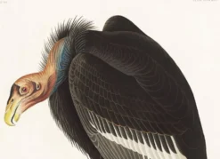 Affiche sur le Condor de Californie, d’après une gravure ancienne de 1827.