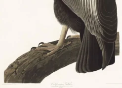 Affiche sur le Condor de Californie, d’après une gravure ancienne de 1827.