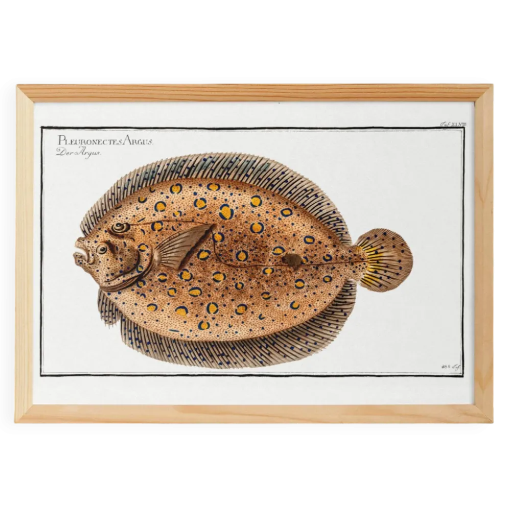 Affiche sur le flet léopard, poisson, d’après une gravure ancienne de 1746.