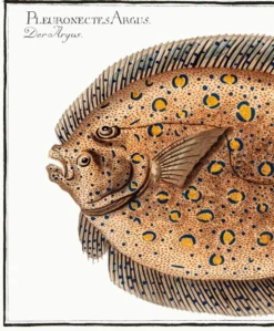 Affiche sur le flet léopard, poisson, d’après une gravure ancienne de 1746.
