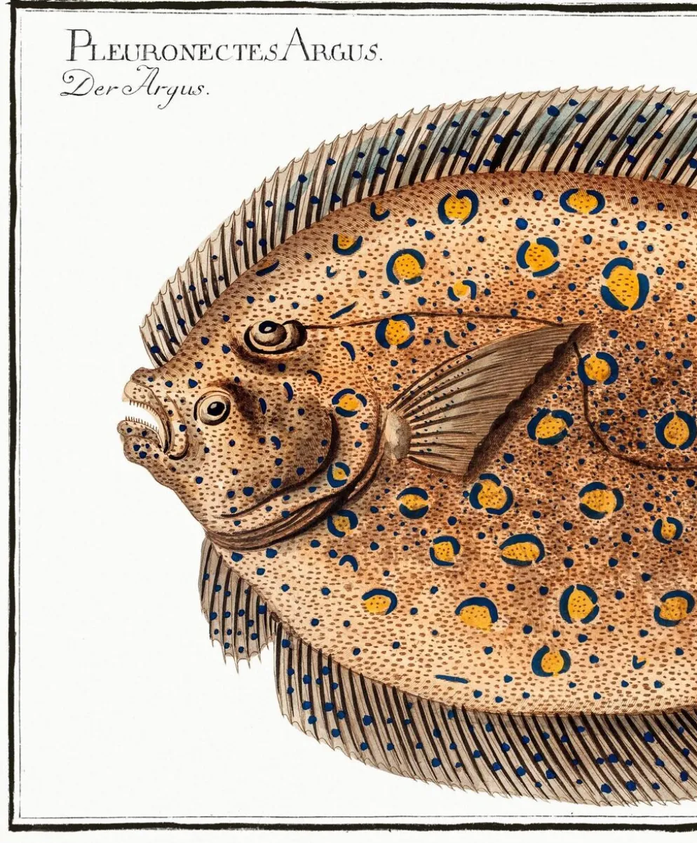 Affiche sur le flet léopard, poisson, d’après une gravure ancienne de 1746.