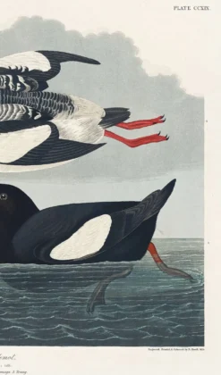 Affiche sur le Guillemot noir, d’après une gravure ancienne de 1827.