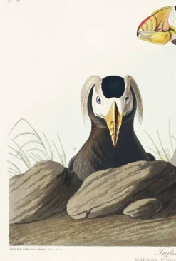 Affiche sur le Macareux huppé, d’après une gravure ancienne de 1827.