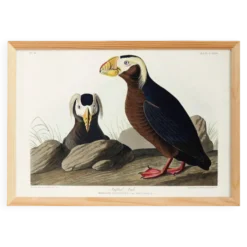Affiche sur le Macareux huppé, d’après une gravure ancienne de 1827.
