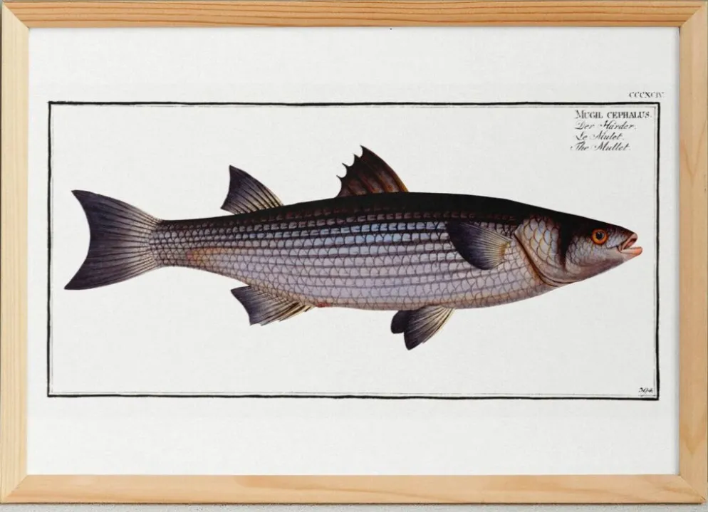 Affiche sur le mulet, d’après une gravure ancienne de 1746.