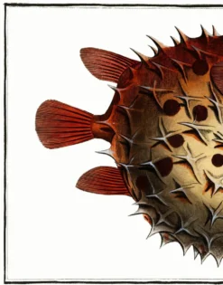 Affiche sur le poisson-globe épineux, d’après une gravure ancienne de 1746.