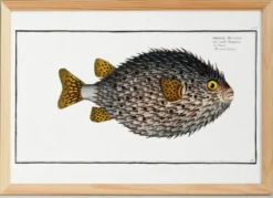 Affiche sur le poisson-hérisson, d’après une gravure ancienne de 1746.