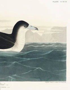 Affiche sur le Puffin obscur, d’après une gravure ancienne de 1827.