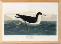 Affiche sur le Puffin obscur, d’après une gravure ancienne de 1827.