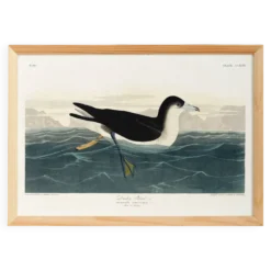 Affiche sur le Puffin obscur, d’après une gravure ancienne de 1827.