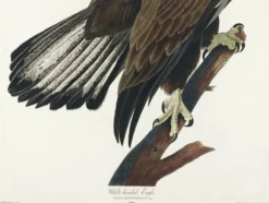 Affiche sur le Pygargue à tête blanche, d’après une gravure ancienne