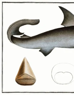Affiche sur le requin blanc, d’après une gravure ancienne de 1746.
