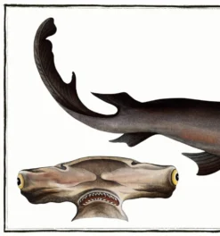 Affiche sur le requin-marteau, poisson, d’après une gravure ancienne