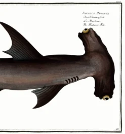 Affiche sur le requin-marteau, poisson, d’après une gravure ancienne